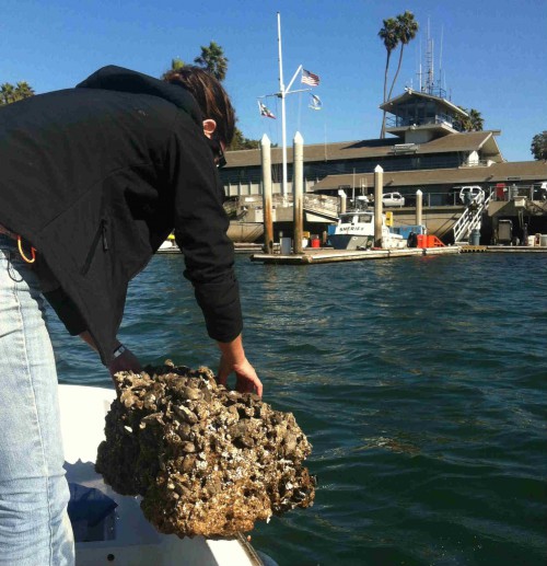 foam dock float2 BLUE TIMESBLUE TIMES